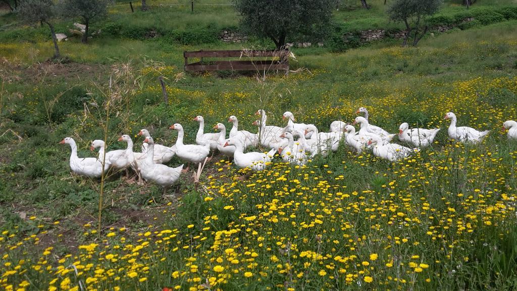 Agriturismo Villa Val D'Olivi Capodacqua  Bagian luar foto